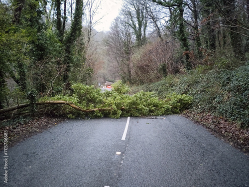 Tree blown down across the road after storm. Combe Martin, North Devon.