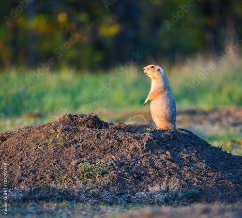 The black-tailed prairie dog (Cynomys ludovicianus) watching near an underground hole, Theodore Roosevelt National Park, North Dakota © SVDPhoto