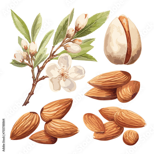 Watercolor hand painted almond nut and leaves and blossom illustration set on white background. Almond composition watercolor isolated on white background photo