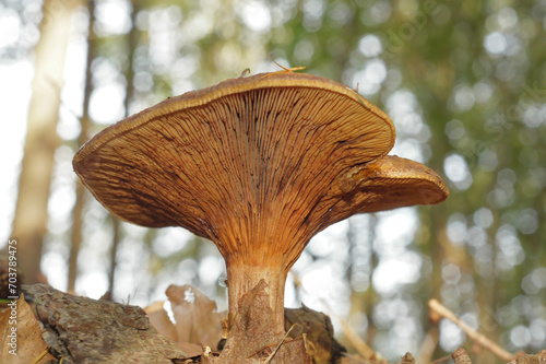 Low angle closeup on a brown or common roll-rim mushroom, Paxillus involutus, a basidiomycete fungus. photo