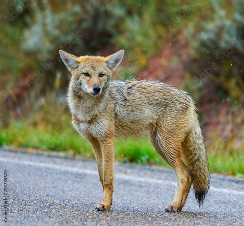 The coyote (Canis latrans), the animal came out onto the road, Theodore Roosevelt National Park, North Dakota