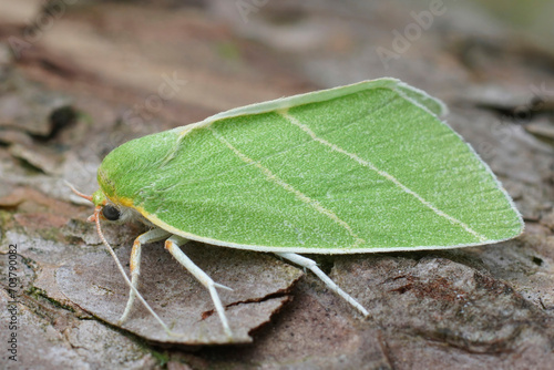 Closeup of the colorful green Scarce Silver-lines owlet moth. Bena bicolorana sitting on wood photo