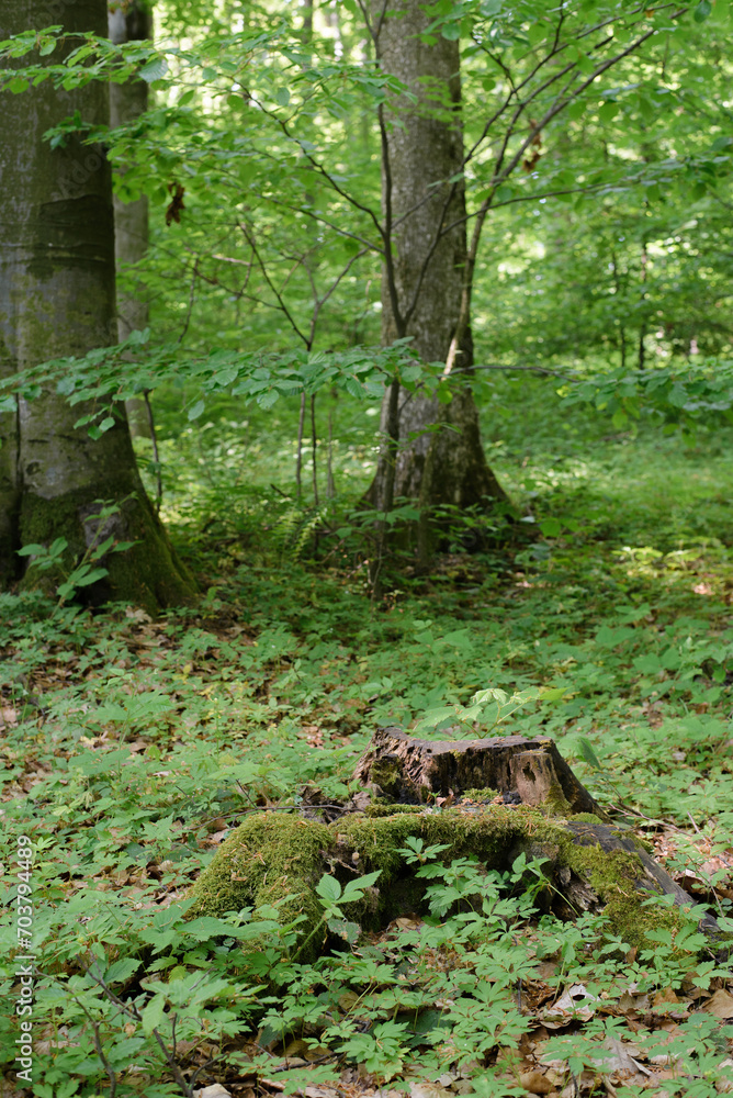 Fototapeta premium Vegetation and trees in a beech forest in summer
