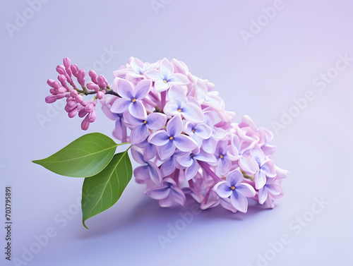 Lilac flower in studio background  single lilac flower  Beautiful flower images