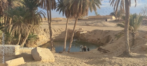 Fotografie Date palms in the oasis city of Tozeur Tunisia