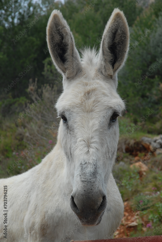 White donkey, portrait outdoors