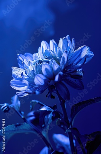 The unearthly beauty of a blooming blue flower  illuminated by a soft  mysterious light - a symbol of the unattainable