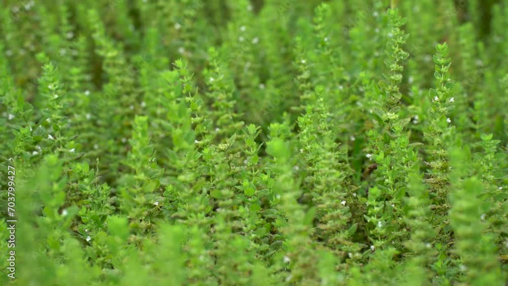 A Field Sown with Medicinal Herbs. Lemon Balm Blossom Field A Field Sown with Medicinal Herbs. Lemon Balm Blossom Field