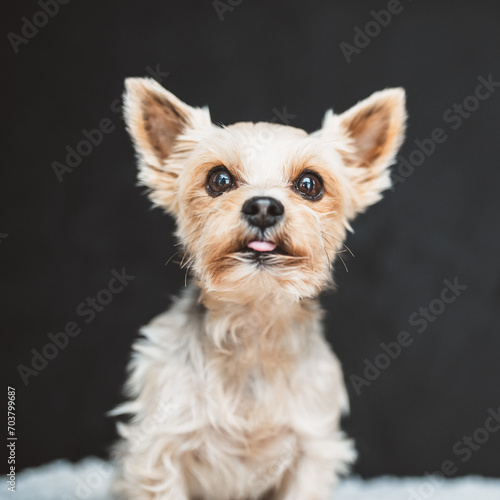 Kleiner Yorkshire Terrier