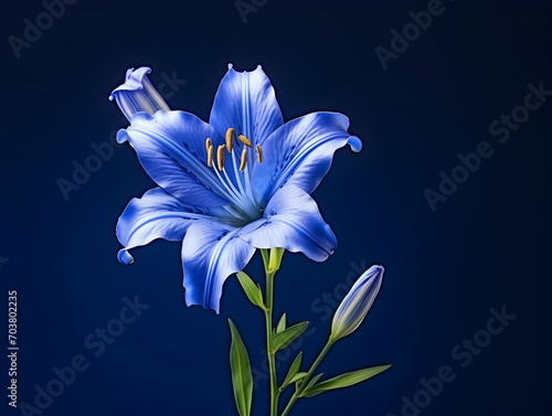 Lily flower in studio background  single lily flower  Beautiful flower images