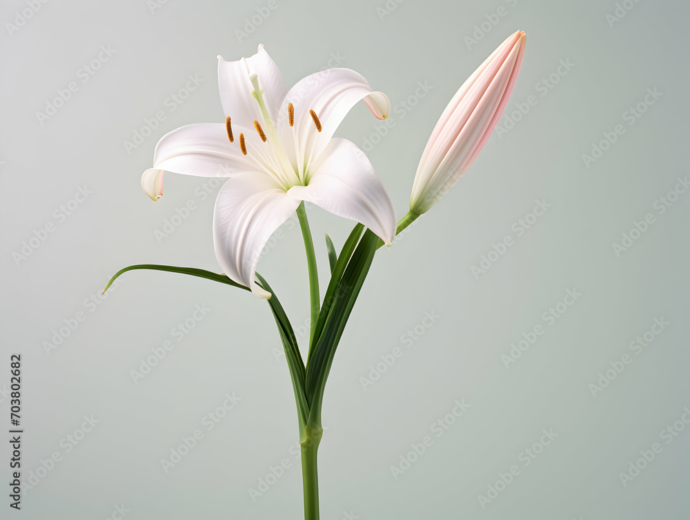 Fototapeta premium Lily flower in studio background, single lily flower, Beautiful flower images