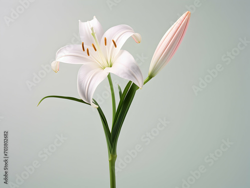Lily flower in studio background  single lily flower  Beautiful flower images