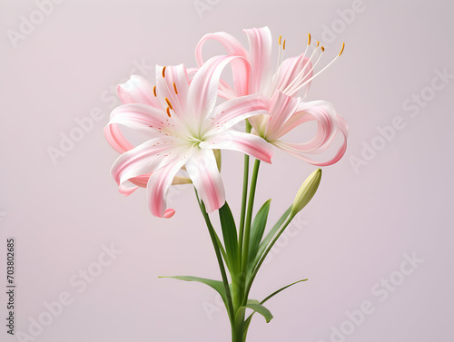 Lily flower in studio background  single lily flower  Beautiful flower images