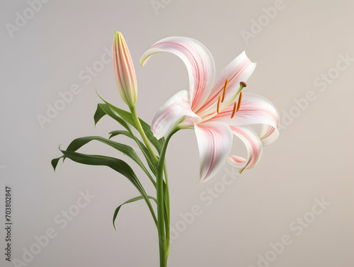 Lily flower in studio background, single lily flower, Beautiful flower images