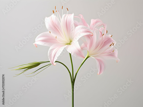 Lily flower in studio background, single lily flower, Beautiful flower images © Akilmazumder