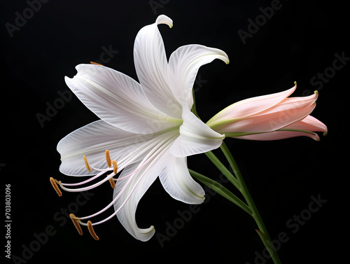 Lily flower in studio background, single lily flower, Beautiful flower images