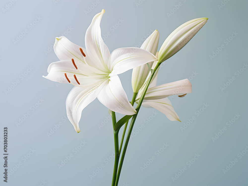 Fototapeta premium Lily flower in studio background, single lily flower, Beautiful flower images
