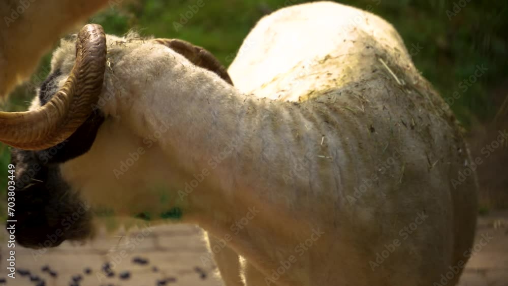 A sheared black nose sheep standing and looking around on a sunny day A sheared black nose sheep standing and looking around on a sunny day