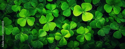 Background with green clover leaves. Shamrock plant in fresh green juicy colors photo