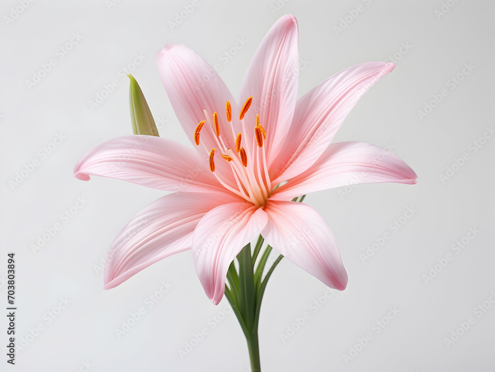 Lily flower in studio background, single lily flower, Beautiful flower images