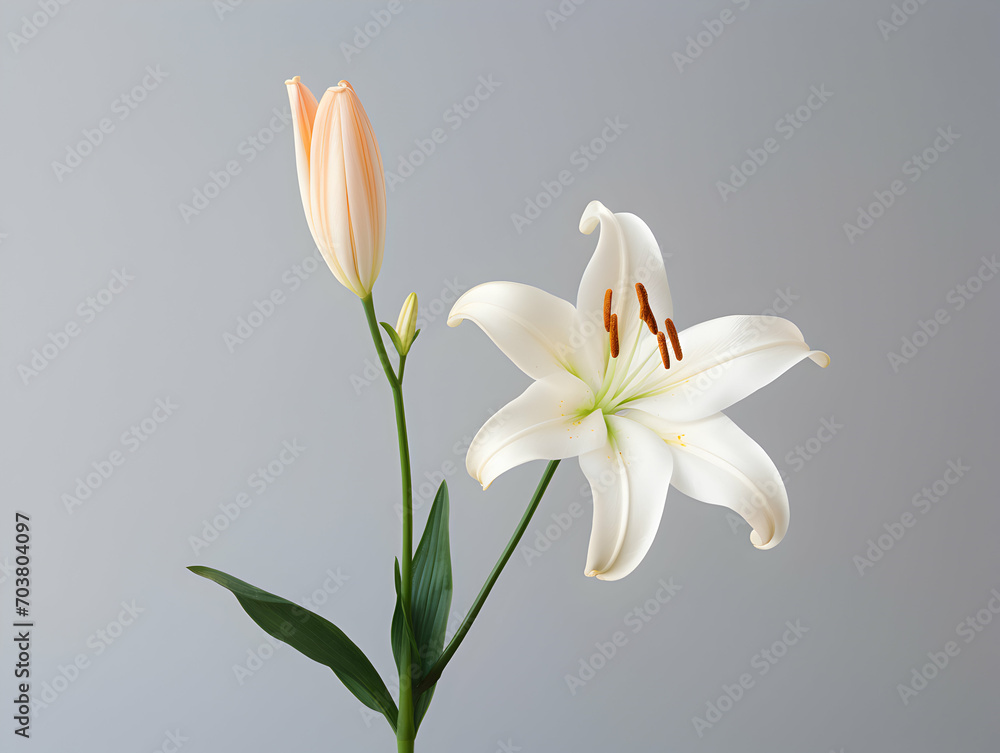 Naklejka premium Lily flower in studio background, single lily flower, Beautiful flower images