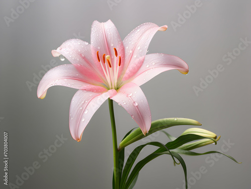 Lily flower in studio background  single lily flower  Beautiful flower images