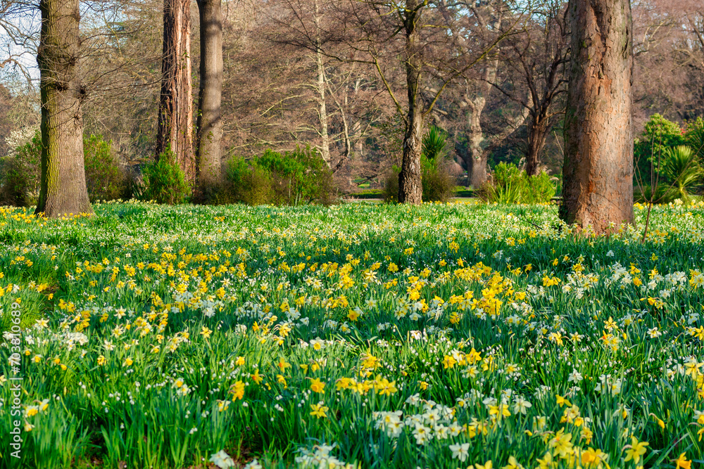 Daffodils in the Park, an abundance of daffodils in Hagley Park, Christchurch, New Zealand. Daffodils in the Park, an abundance of daffodils in Hagley Park, Christchurch, New Zealand.
