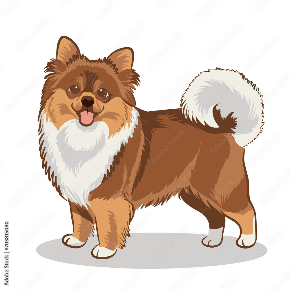 Obraz premium Pomeranian Dog