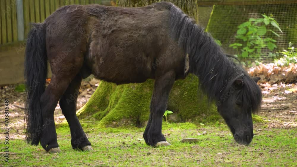 Close up of pony standing in a barn and grazing Close up of pony standing in a barn and grazing
