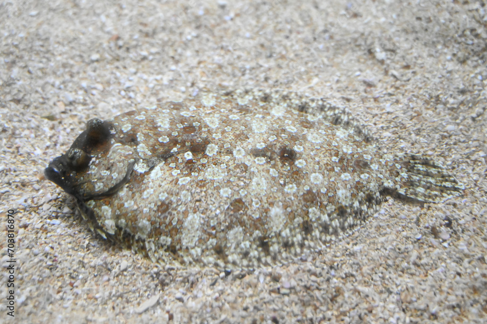 European flounder in the sand on the bottom of the sea. Flatfish in the