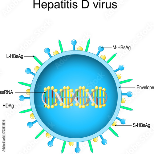 Structure of Hepatitis D virus. Virion anatomy.