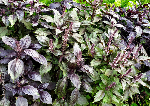 Fresh organic purple basil leaves in green garden background.Close-up of basilic plantation. Greenery, healthy eating, natural food Cinnamon basil and plants with green leaves and purple flowers growi photo