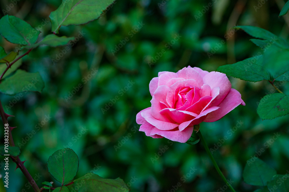 ピンク系のバラ