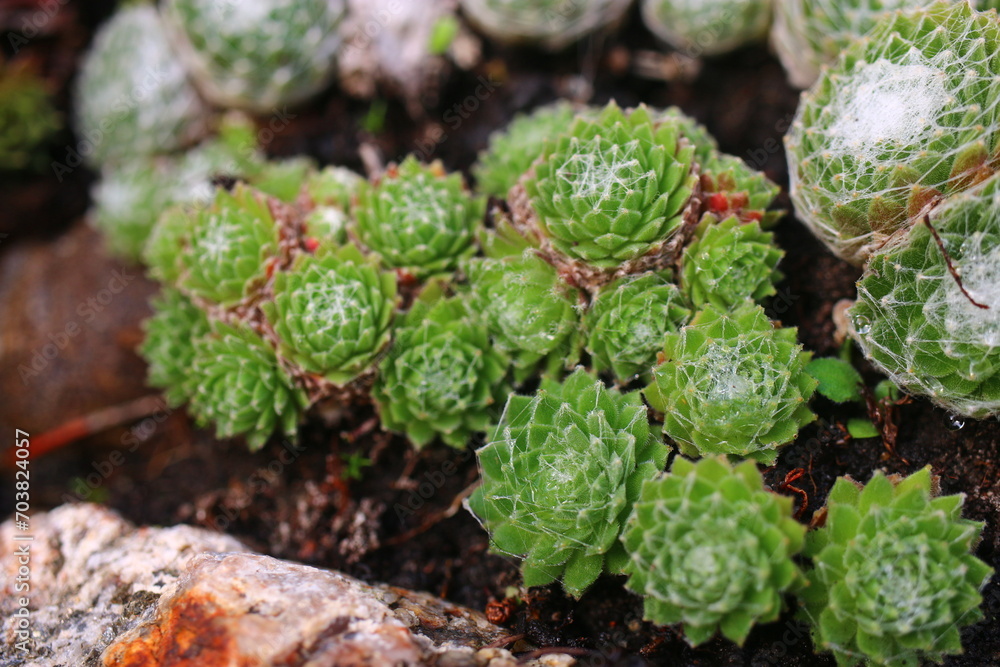 rojnik adelaar Sempervivum rojnik adelaar Sempervivum