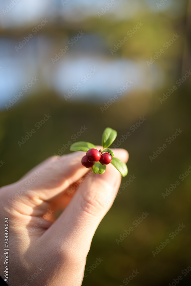Lingonberries aka cowberries picked Lingonberries aka cowberries picked