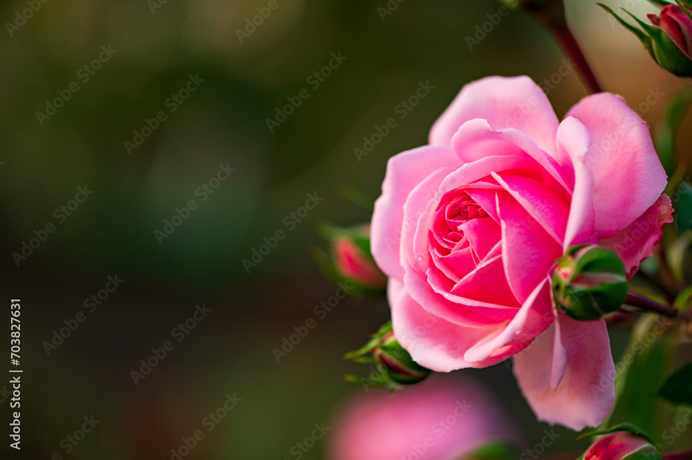 ピンク系のバラ