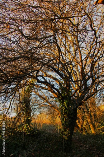 Tree with nude branches in a park in late autumn