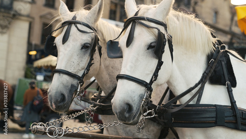 White Horses In An Old City Center In Europe Provide Entertainment For Tourists © tan4ikk