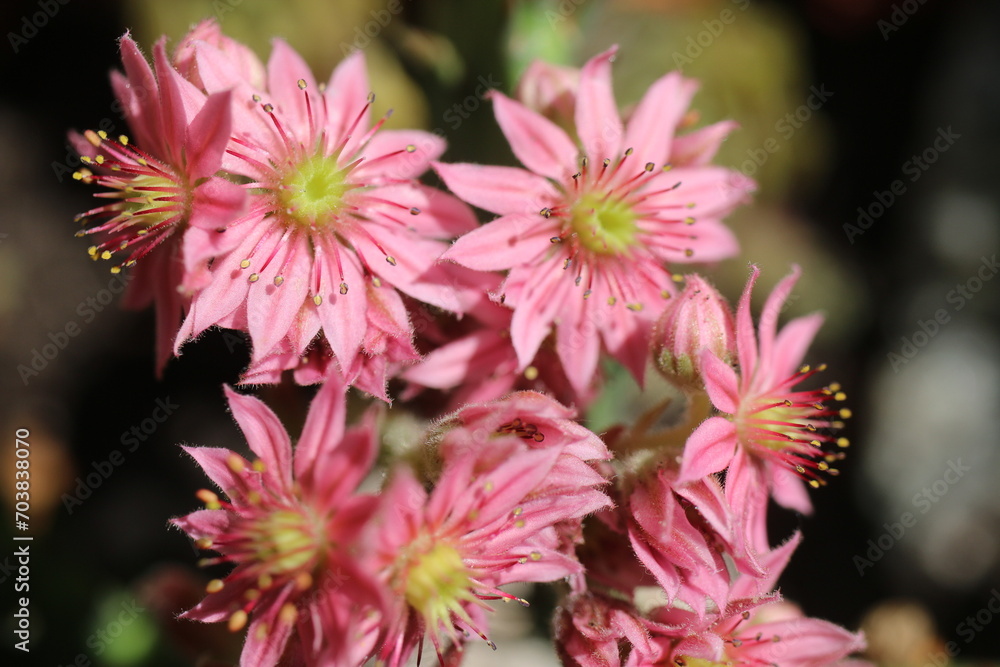 rojnik Adelaar Sempervivum kwiat rózowy rojnik Adelaar Sempervivum kwiat rózowy