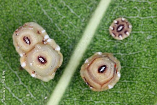 Fig wax scale (scientific name: Ceroplastes rusci, Coccidae). Insect reported as a significant pest of citrus and many other crops and ornamental plants. photo