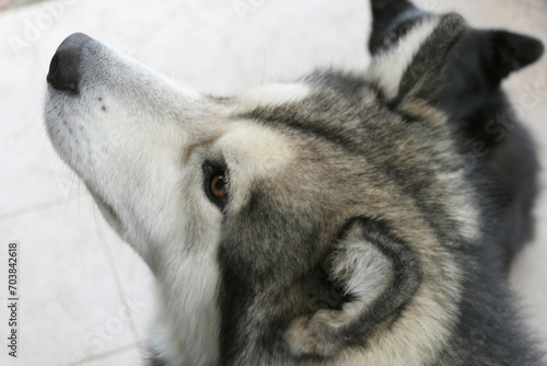 Close-up portrait of a Malamute dog.
