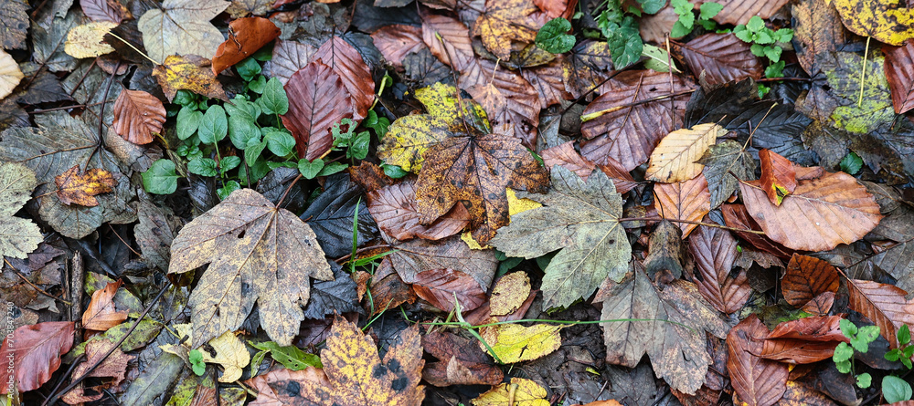 Wet autumn leaves on the forest floor.