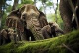 bornean elephants trunk coiling around vegetation