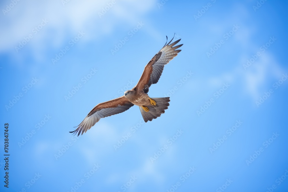 close-up of a buzzard in flight, clear blue sky