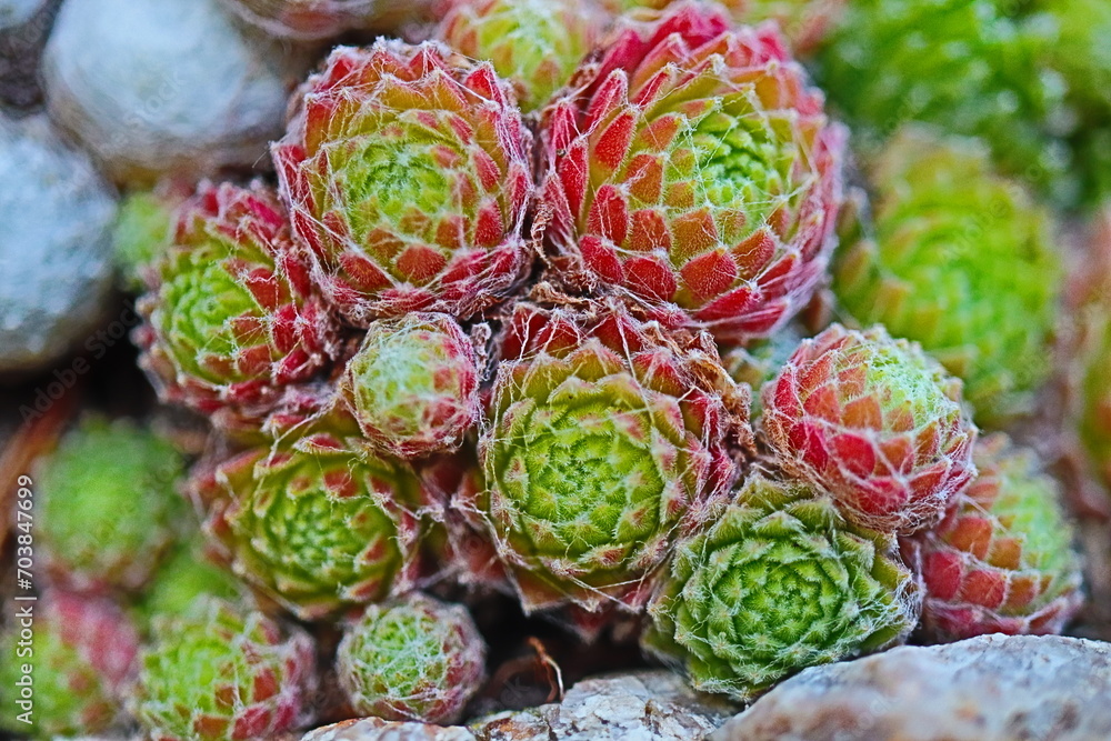 rojnik Adelaar Sempervivum rojnik Adelaar Sempervivum
