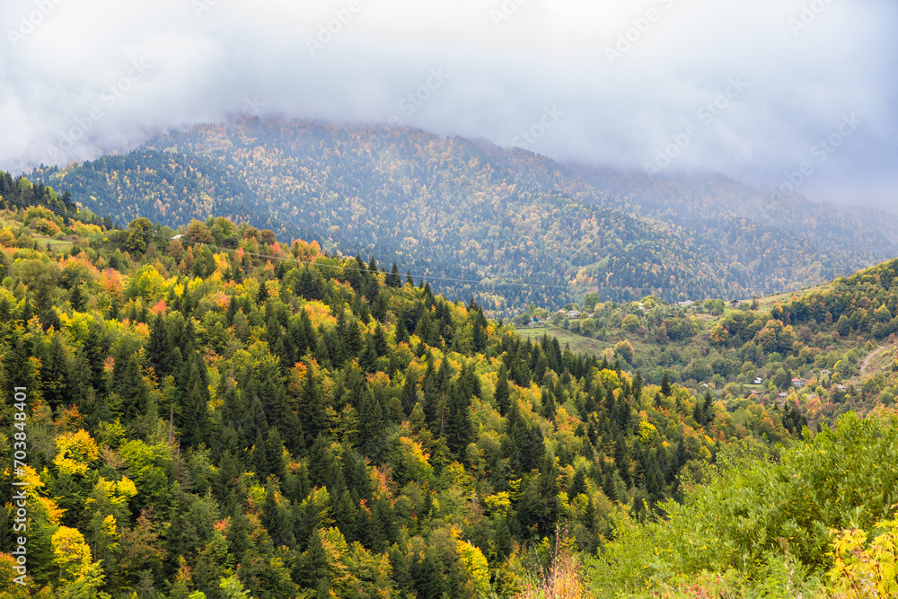 Yellow-green trees in autumn mountains