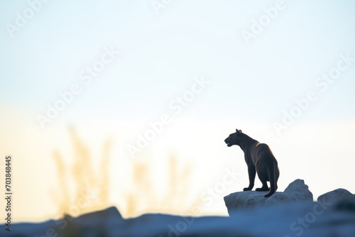 silhouette of a cougar on a rock, watching a distant herd