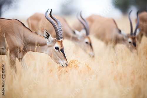 Fotografia, Obraz hartebeests feeding on fresh savanna shrubbery