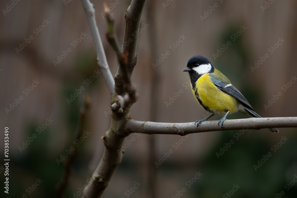 Fototapeta premium little yellow bird on a branch