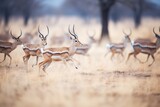 gazelle herd sprinting from a predator
